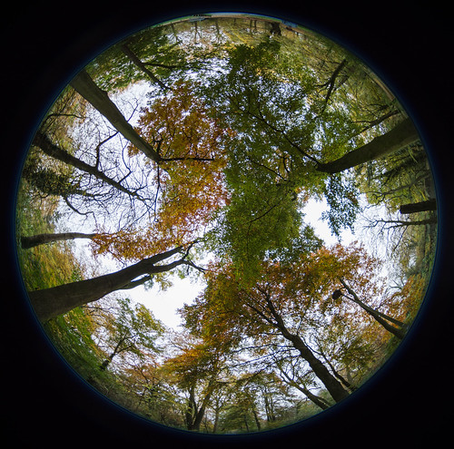 autumn, lille, france, cloudy day