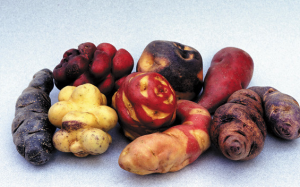Native potatoes