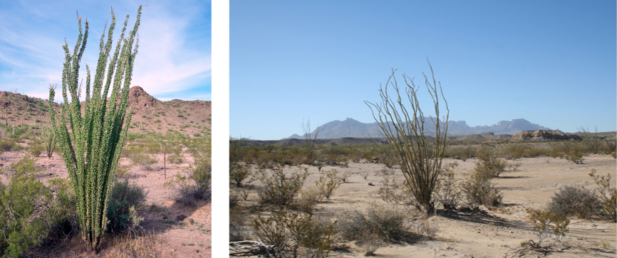Two photos depict a sandy desert dotted with scrubby bushes. An ocotillo plant dominates the pictures. It has long, thin unbranched stems that grow straight up from the base of the plant and radiate out slightly. In one photo, the plant has many small leaves growing directly from the thin stems, nearly obscuring them. In the other photo, the plant has no leaves.