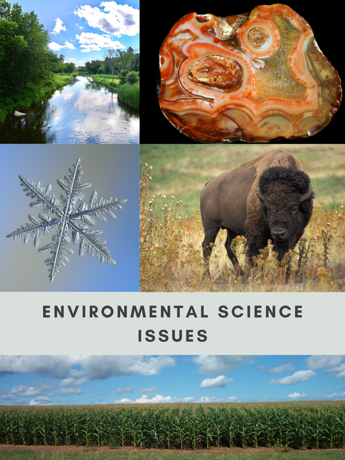 Cover image for Environmental Science Issues