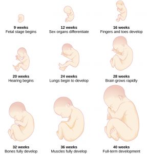 The development of a fetus.
