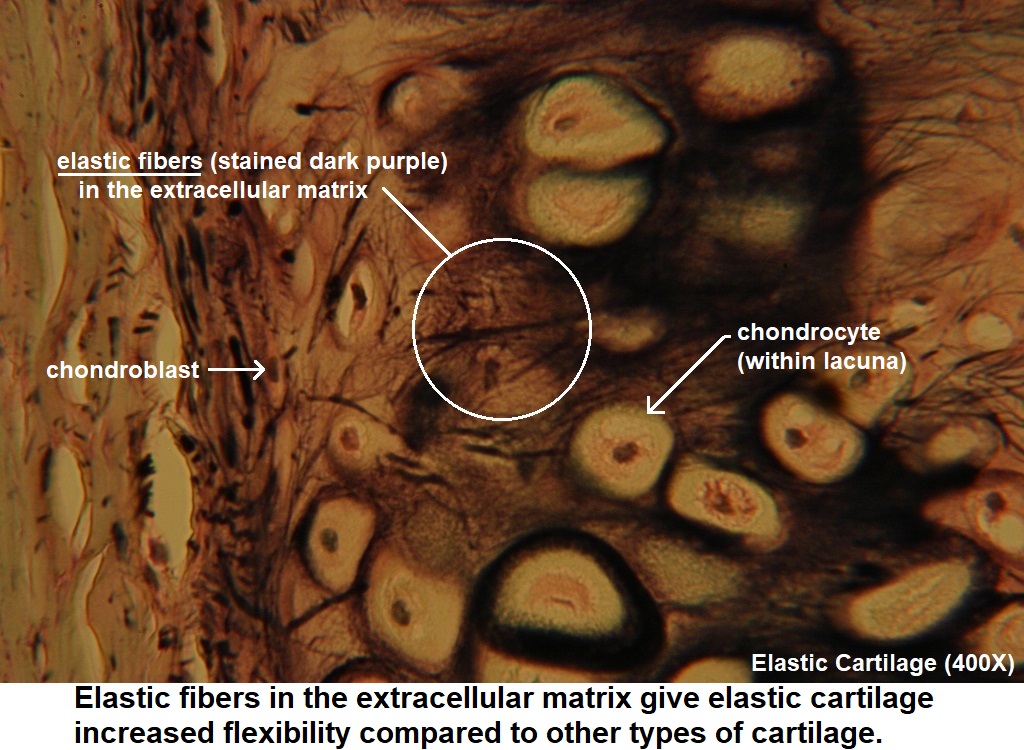 elastic cartilage histology ear