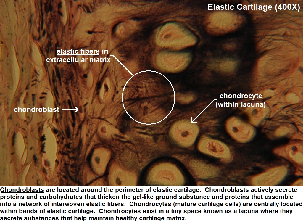 elastic cartilage histology ear