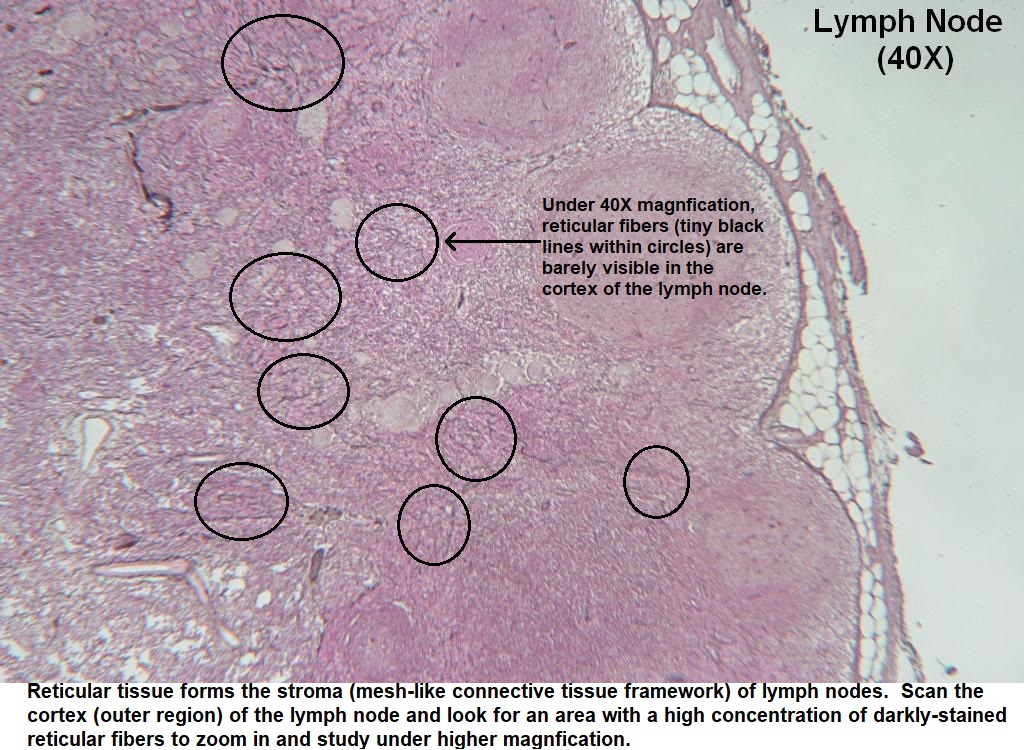 reticular connective tissue lymph nodes