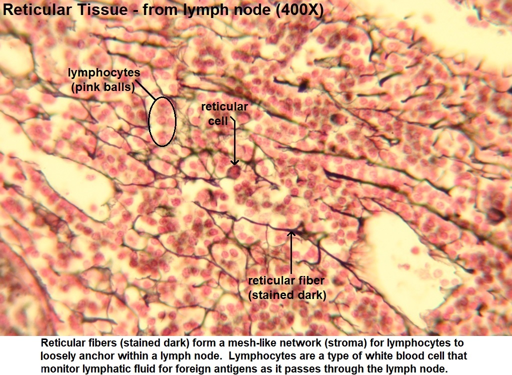 reticular tissue under microscope