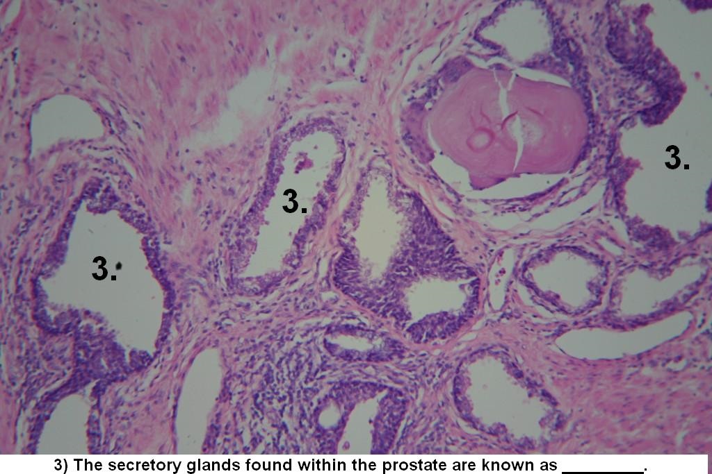 Male Reproductive System Quiz