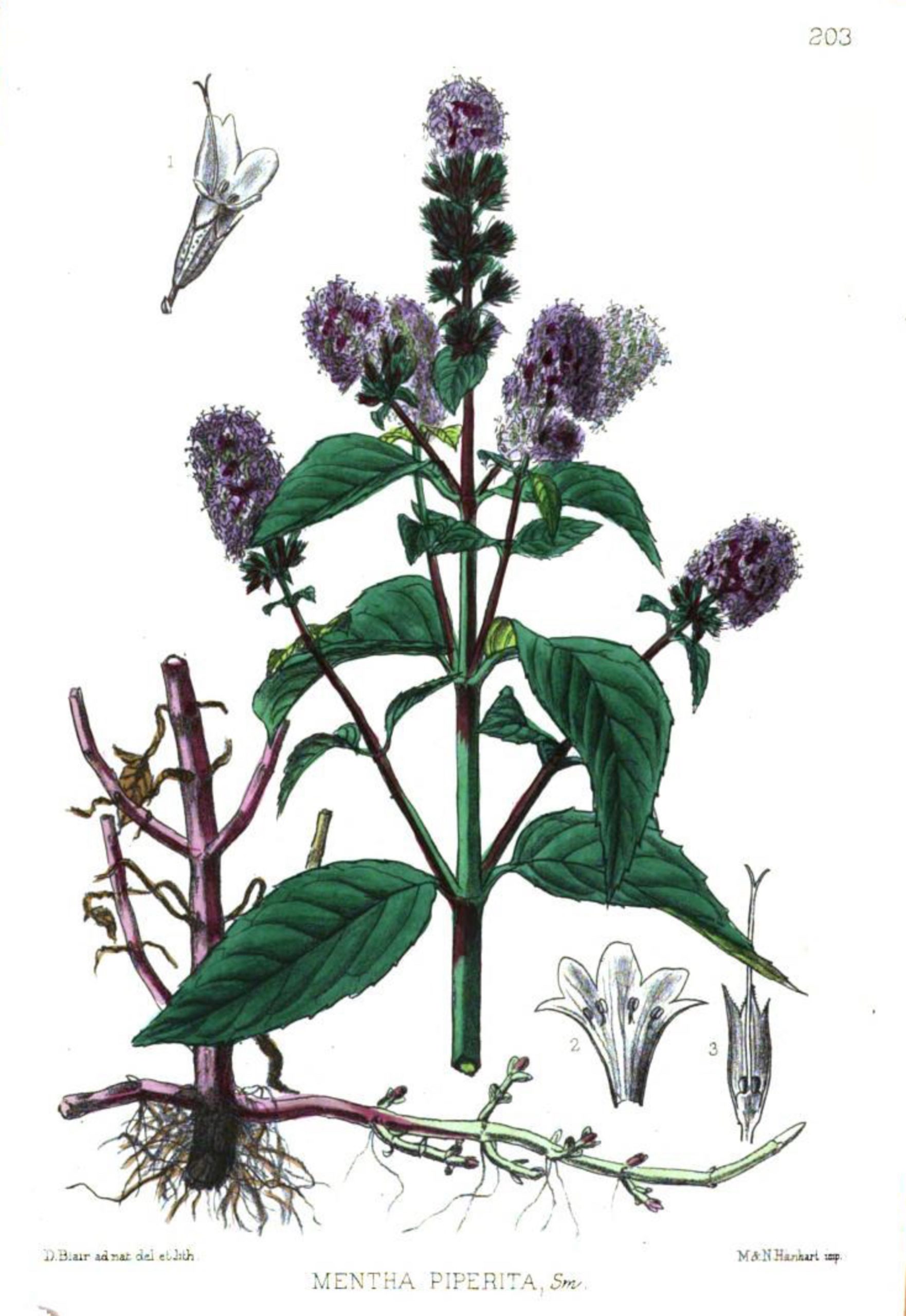 mentha piperita