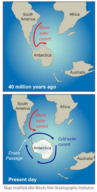 Top: Map of the southern hemisphere shows South America and Antarctica connected by a narrow strip of land 40 million years ago. A warm water current is shown by a red arrow flowing from the equator between South America and Africa south towards Antarctica and then turning toward the east to flow along the Antarctic coast.Bottom: Map of the present day southern hemisphere where the tip of South America is separated from Antarctica by a narrow strip of ocean called the Drake Passage. A series of blue arrows show the flow of a cold water current that rings Antarctica flowing through the Drake Passage. This cold water current blocks the warm current from the equator not allowing it to reach Antarctica.