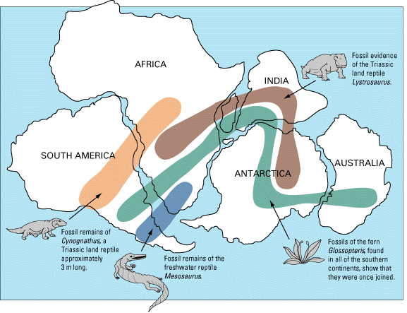 Diagram showing a map of South America, Africa, India, Antarctica, and Australia joined together as one large supercontinent, Gondwana. Several colored bands join up across this supercontinent representing the locations of different terrestrial (land) fossils that were alive during the Permian (291 to 255 million years ago).