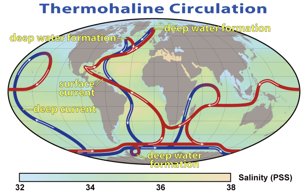 Global map with thermohaline circulation pattern color coded for water temperature. Warmer, shallower currents are in red and make a large flow path that includes all ocean basins. The red current changes to become a blue, deep water cold current where the water sinks in the North Atlantic near Greenland and in the Southern Ocean near where South America is at its closest to Antarctica. The blue current rises to become a shallow warm current in the Indian Ocean and in the North Pacific Ocean.