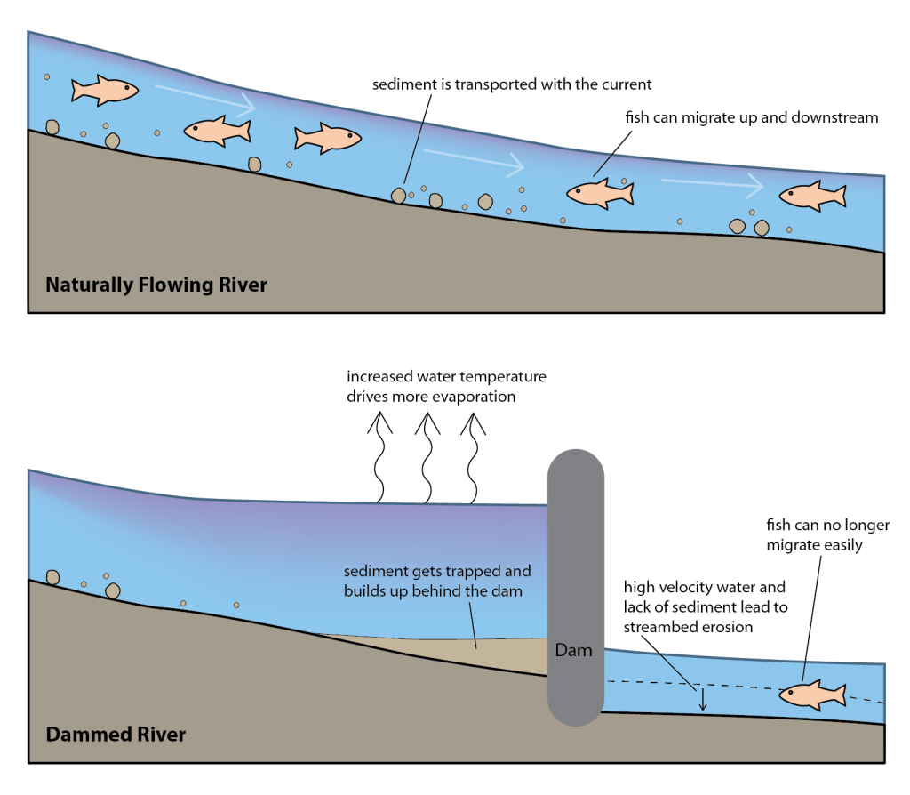 2 cross sections of a river before and after dam emplacement. Top: Naturally flowing river where river can move sediment downstream, fish migrate up and downstream and water temperatures are normal. Bottom: Dammed river where sediment becomes trapped behind the dam, water temperatures increase in the reservoir upstream of the dam leading to increased evaporation. Downstream of the dam, high velocity water with minimal sediment leads to river bed erosion. Fish cannot easily migrate up and downstream past the dam.