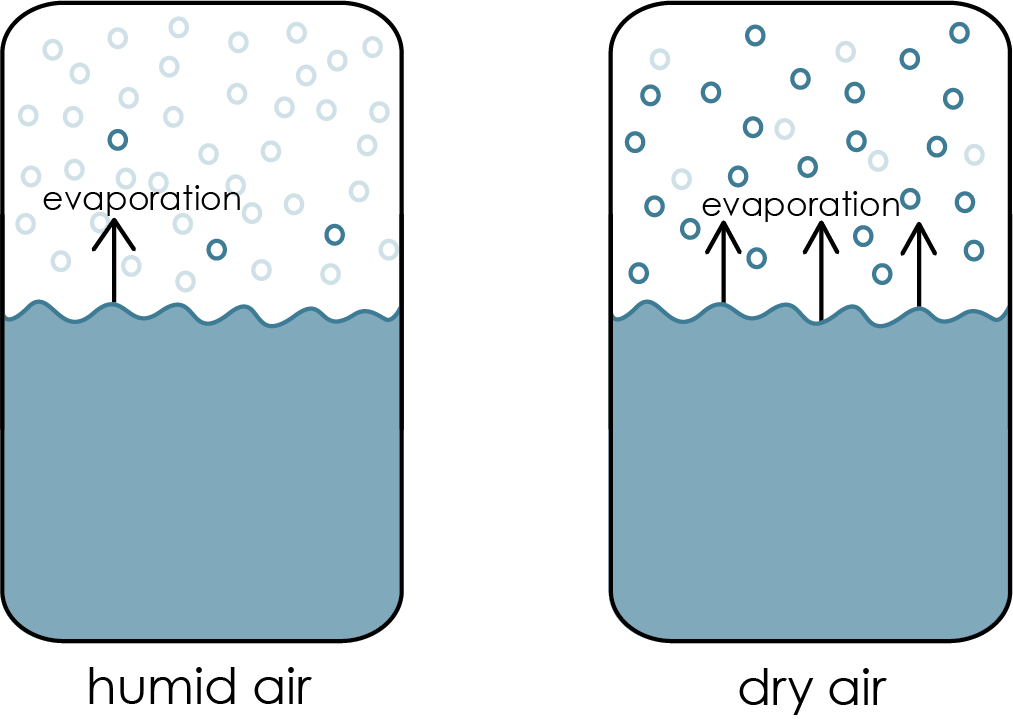 Two closed containers of water. Left container is humid air with the air mass full of existing water molecules (light blue circles). Only 3 dark blue circles (newly evaporated water molecules) are in the air mass and there is a single arrow representing evaporation. Right container is dry air, with only a handful of light blue circles/existing water molecules. There are many dark blue circles (newly evaporated water molecules) and three arrows representing evaporation.