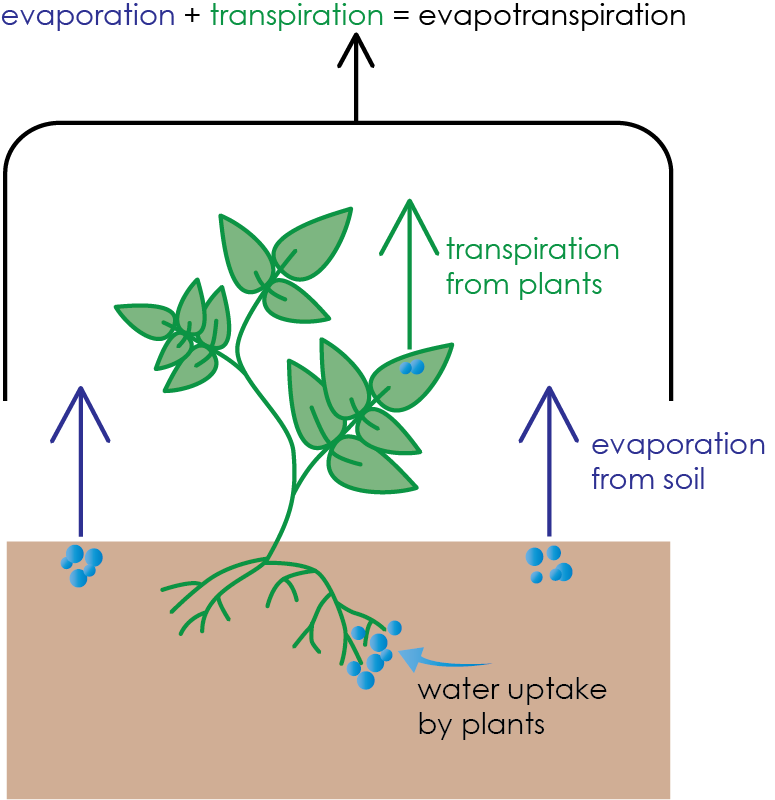 Diagram showing a plant with roots that are taking up water from the soil. Small arrows show evaporation from the soil beside the plant into the atmosphere and transpiration from the plant into the atmosphere. A large arrow encompassing both of these small arrows represents evapotranspiration as the combination of soil evaporation and transpiration.