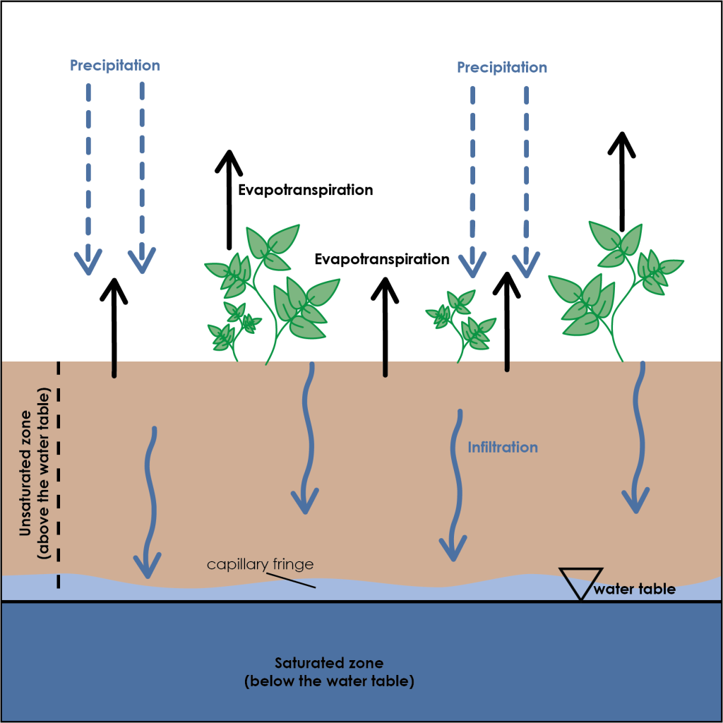 Cross section view to see the layers below the ground surface. precipitation falls on the ground where it can infiltrate (flow down into the ground) to become groundwater (this movement is shown with arrows going from the surface down towards the water table). There is a layer on the surface through which the water infiltrates that is above the water table - this is the unsaturated zone. Below the water table is the saturated zone. A thin zone in the unsaturated zone, just on top of the water table has some water in the pore space (but not completely saturated) and this is the capillary fringe.