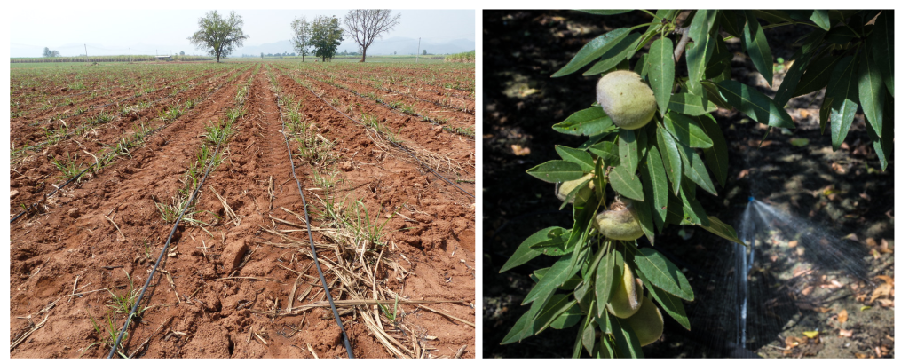 left: farm field with rows of crops. Each row of crops has a small pipe running down it with holes that allow water to drop out onto the ground right at the base of the plants. Right: close up picture of a single almond tree with a mini sprinkler at its base.