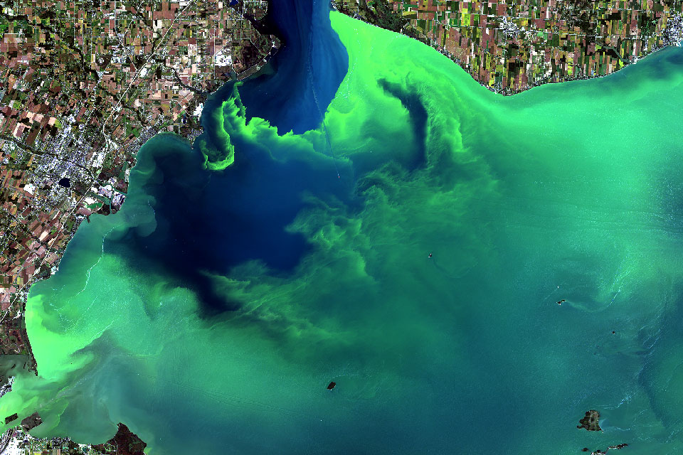 Satellite image showing an algal bloom in Lake Erie in the area of Toledo, Ohio. The algal bloom looks like a bright, fluorescent green scum on the surface of the water. There are patches of clean, blue water, but mostly the water is covered in algae. The thickest/brightest patches of algae are located where a river is emptying into the lake.