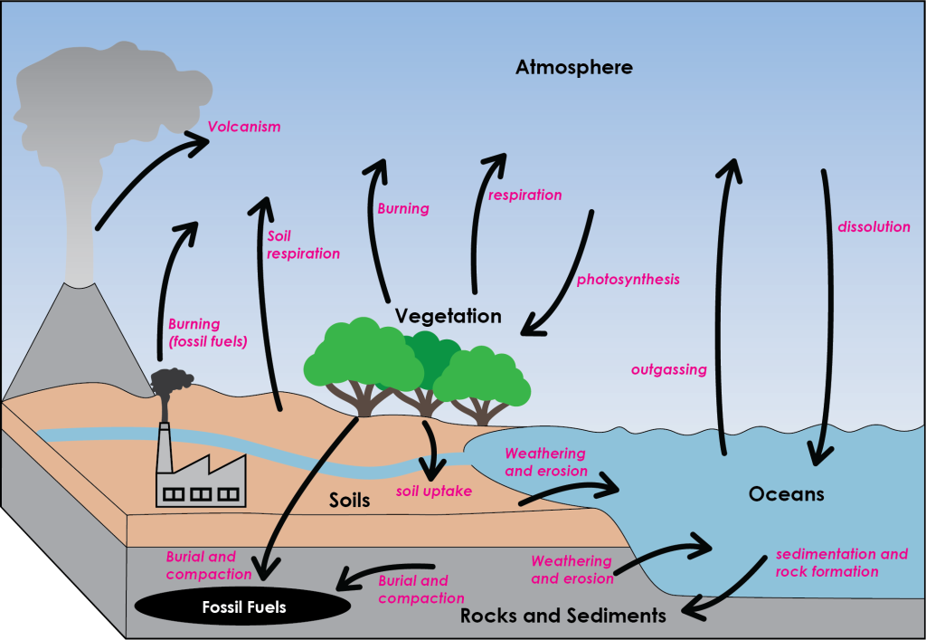 Diagram showing 6 reservoirs of the carbon cycle: Oceans, atmosphere, vegetation, rocks and sediments, soils, and fossil fuels. Arrows represent fluxes and point from one reservoir to another with a label describing the flux process as such:Arrows towards atmosphere: Vegetation to atmosphere: respiration. Vegetation to atmosphere: burning. Soil to atmosphere: soil respiration. Fossil fuels to atmosphere: burning. Rocks and sediments to atmosphere: volcanism. Oceans to atmosphere: outgassing. Arrows from atmosphere: Atmosphere to oceans: dissolution. Atmosphere to vegetation: photosynthesis. Atmosphere to rocks and sediments: weathering and erosion. Remaining arrows: Vegetation to soil: soil uptake. Vegetation to fossil fuels: burial and compaction. Rocks and sediments to fossil fuels: burial and compaction. Oceans to rocks and sediments: sedimentation and rock formation. Soils to oceans: weathering and erosion. Rocks and sediments to oceans: weathering and erosion.