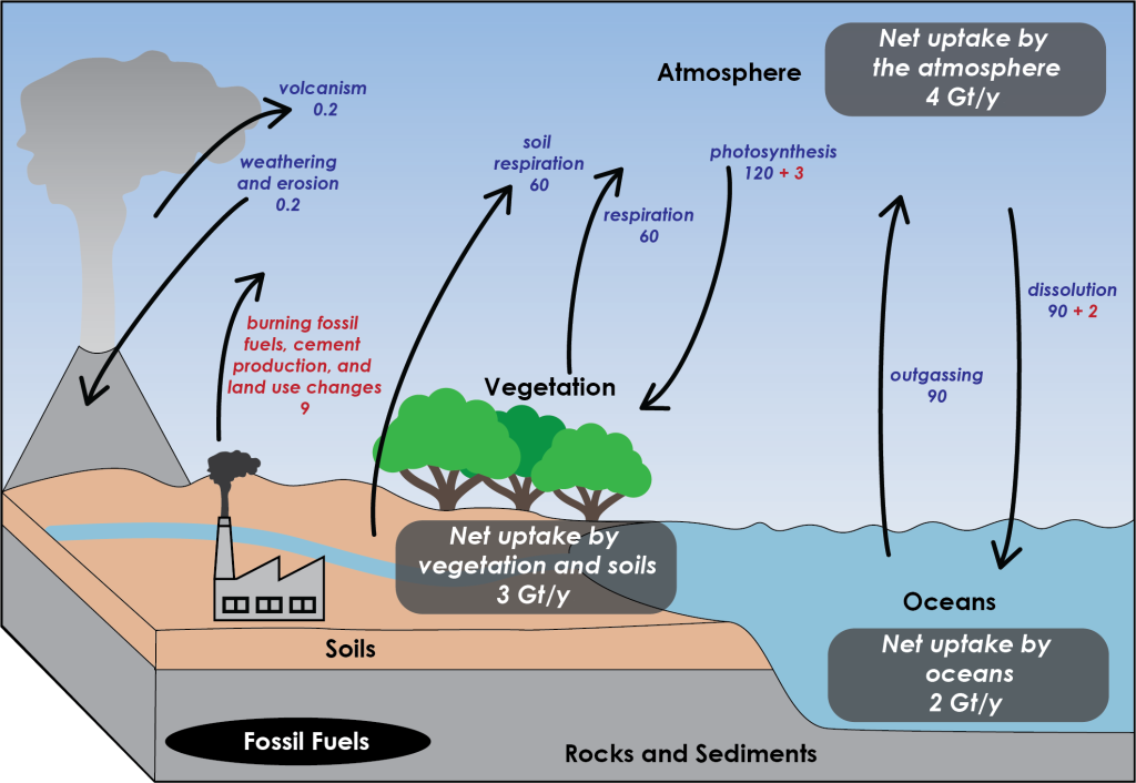 Diagram of major fluxes in and out of the atmosphere with labeled arrows showing flux direction between reservoirs. Values are provided for each arrow showing how much carbon is moved by this flux per year (Gt/y). Volcanism (natural) moves 0.2 Gt/y to atmosphere from rocks and sediments. Weathering and erosion (natural) moves 0.2 Gt/y out of atmosphere to rocks and sediments. Photosynthesis removes 120 Gt/y naturally and another 3 Gt/y as a result of human activities from atmosphere to vegetation. Plant respiration (natural) moves 60 Gt/y from vegetation to atmosphere Soil respiration (natural) moves 60 Gt/y from soil to atmosphere. This leaves a net movement of 3 Gt/y from atmosphere to vegetation and soils. Oceans outgas 90 Gt/y to the atmosphere (natural). Through dissolution oceans take up 90 Gt/y naturally and another 2 Gt/y from human activity. This leaves a net uptake by oceans of 2 Gt/y. Human burning of fossil fuels, cement production, and land use changes releases 9 Gt/y to the atmosphere. This 9 Gt/y minus the net ocean uptake of 2 Gt/y and vegetation and soil uptake of 3 Gt/y creates a net uptake in the atmosphere of 4 Gt/y.