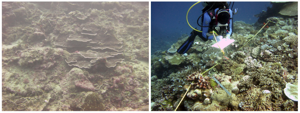 Photographs of a coral reed in American Samoa. Left: coral reef is covered in sediment that is choking out the coral. The water is cloudy and the coral looks dead. Right: after regulations were enacted to minimize sedimentation the reef looks healthy. The water is no longer cloudy and the coral is alive and healthy.