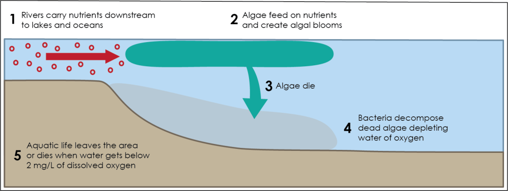 Labelled diagram showing the 5 steps in the process of eutrophication. Step 1: rivers carry nutrients downstream to lakes and oceans (shown by red circles in the water flowing from the river into a lake). Step 2: algae feed on the nutrients and create algal blooms (shown as a green zone on the surface of the water). Step 3: algae die (green arrow goes from algal bloom to bottom of the lake). Step 4: Bacteria decompose dead algae depleting water of oxygen (shown as a grey zone in the otherwise blue lake water). Step 5: aquatic life leaves the area or dies when water gets below 2mg/L of dissolved oxygen.