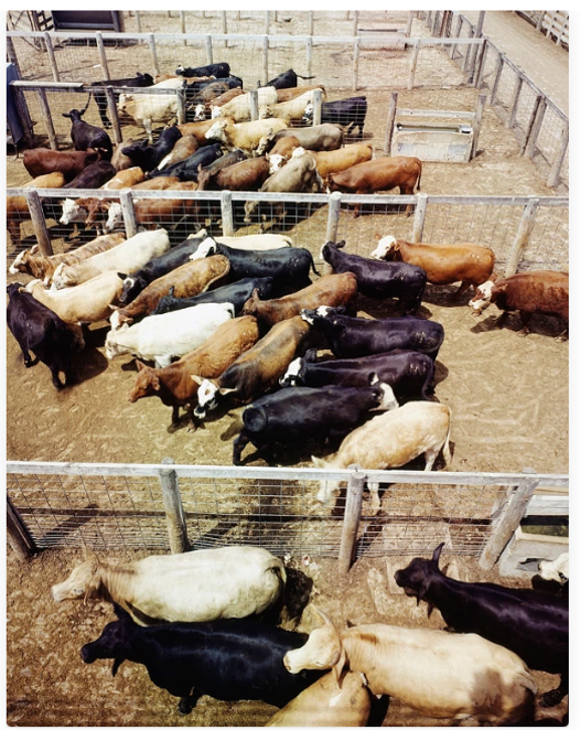 Photograph of cattle packed together in small fenced areas filled with dirt.