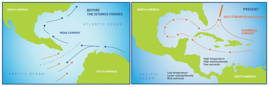 Two diagrams showing how ocean currents changed before and after the Isthmus of Panama was created as described in the figure caption.