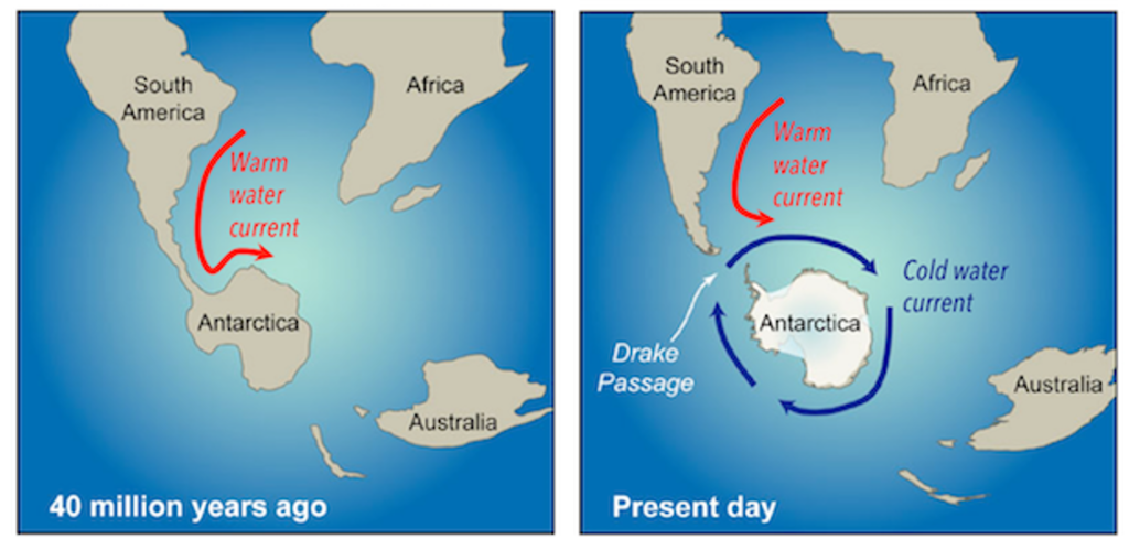 Diagrams illustrating how ocean currents changed when the Drake Passage opened. Left: 40 million years ago, South America is connected to Antarctica with a narrow area of land, this allows the warm water current that passes down the western side of the Atlantic to bring warm water from the equator down to Antarctica. Right: The Drake Passage opened around 40 million years ago (the narrow area of land connecting South America to Antarctica split apart to create the Drake Passage which is the narrow ocean area between these two continents). With this open, cold water could circulate all the way around Antarctica, which blocked the warm water current that flows down from the equator along the western side of the Atlantic Ocean from reaching Antarctica.