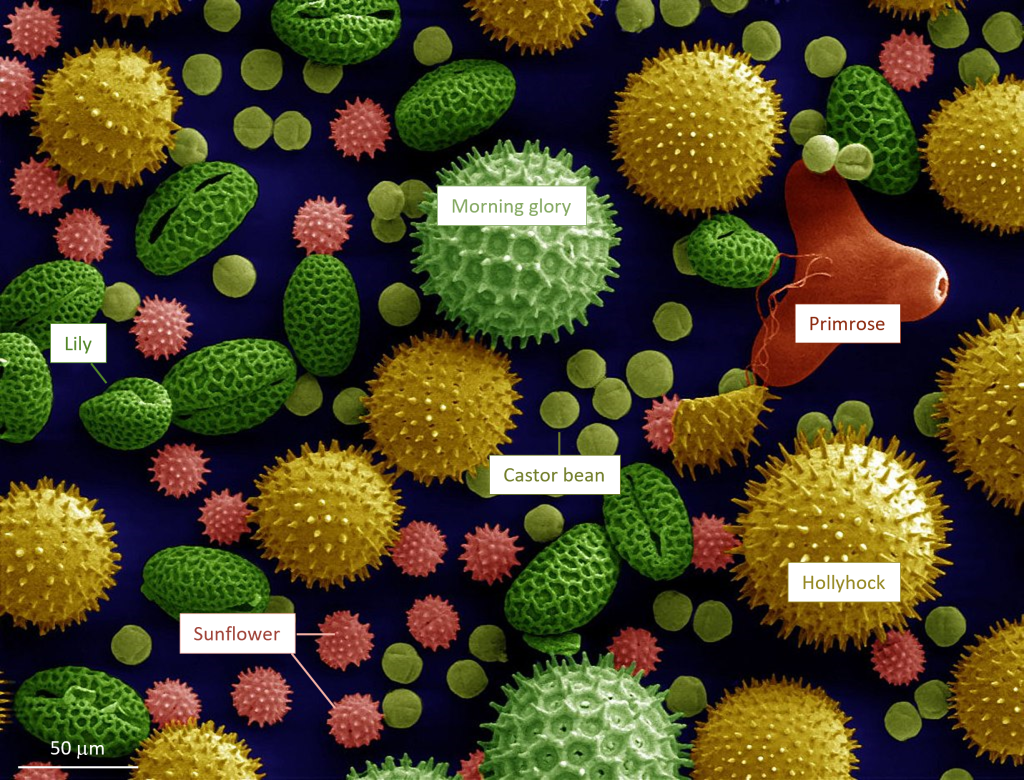 Microscopic image of pollen as described in the figure caption to illustrate that pollen grains are very distinctive for different plant species.