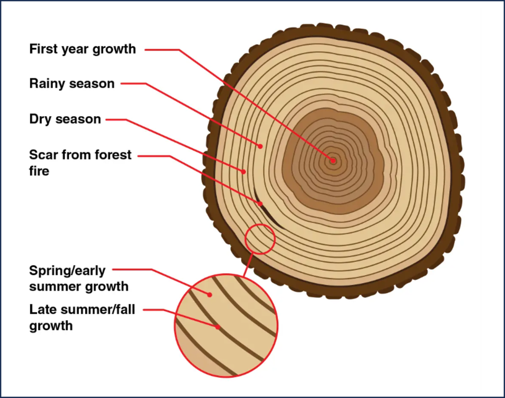 diagram showing cross section of a tree trunk with tree rings visible. Tree rings are labeled to show widely spaced rings are made during wet years and narrowly spaced rings are made during dry years. A black scarred area is labeled as a forest fire scar.Dark narrow bands are labeled as late summer/fall growth and thick light bands are labeled as spring/early summer growth. One light and dark band together represents one year of growth.