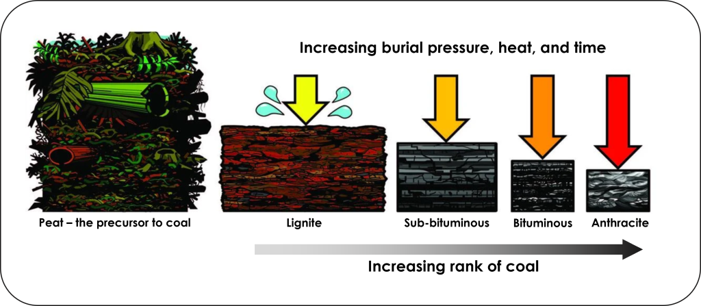 Series of diagrams demonstrating the organic matter becoming more compacted and with less moisture as pressure, temperature, and time of coal formation increase. On the left is loose, moist organic matter showing peat, the precursor to coal. Then from left to right the next four diagrams show the increasing rank of coal from lignite to sub-bituminous to bituminous to anthracite