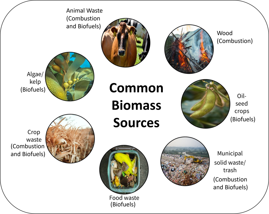 Series of photographs showing common biomass sources: animal waste (used for combustion and biofuels), wood (for combustion), oil-seed crops (for biofuels), municipal solid waste/trash (for combustion and biofuels), food waste (for biofuels), crop waste (for combustion and biofuels), and algae/kelp (for biofuels).