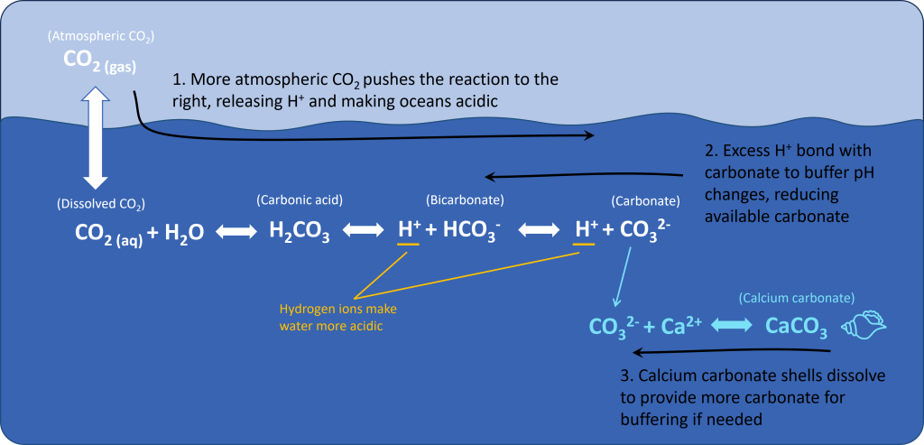 Diagram showing the chemical reactions that buffer ocean pH and lead to ocean acidification.carbon dioxide dissolves in the ocean and reacts with water to make carbonic acid. This dissociates to make a hydrogen ion and a bicarbonate ion which can also dissociate to make another hydrogen ion an a carbonate ion: CO2 + H2O = H2CO3 = H(+) + HCO3(-) = H(+) + CO3(2-) More CO2 dissolving in the oceans moves this reaction to the right, creating more H(+) and CO3(2-), which causes a second reaction to buffer this of CO3(2-) bonding with H(+) to reduce hydrogen ions and create HCO3(-). The overall effect is an increase in H(+), an increase in HCO3(-) and a decrease in CO3(2-). carbonate also bonds with calcium to make calcium carbonate (shell material), but this can dissociate into calcium and carbonate if more carbonate is needed to buffer the ocean.