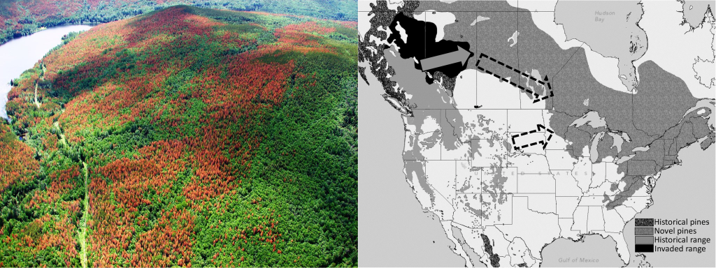 Left: Photograph of a pine forest with many large areas of dead, red colored pine trees. Right: Map of U.S. and Canada with zones marked showing mountain pine beetle ranges. Through the western U.S and Canada mountains is the historical range, this has spread into a newly invaded range in north western Canada. A possible new range to spread is into a pine forest extending across northern Canada all the way to the east coast and down into northern Minnesota though to Pennsylvania and south through the Appalachians.