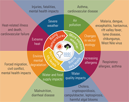 Climate change health effects wheel graphic. Inside wheel shows the general changes that will be seen: rising temperatures, more extreme weather, rising sea levels, and increases in CO2 levels. These will create the outer circle:Increased air pollution leading to asthma and cardiovascular disease Changes in vector ecology leading to malaria, dengue, encephalitis, hantavirus, Lyme disease, West Nile Virus Increasing allergens leading to respiratory allergies and asthma Water quality impacts leading to cholera, cryptosporidiosis, harmful algal blooms water and food supply impacts leading to malnutrition and diarrheal diseas Environmental degradation leading to forced migration, civil conflict and mental health impacts Extreme heat causing heart related illness and death and cardiovascular failure