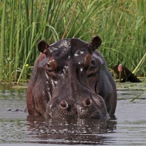 A photo of a front view of a hippopotamus